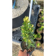 罗汉松风水树 黄金钻/Pokok feng shui Podocarpus macrophyllus, Berlian Emas
