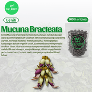 ( 1 Kg ) Benih Biji Kacangan MB Lokal Mucuna Bracteata | Benih LCC Cover Crop