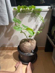 裂紋山烏龜 塊根植物