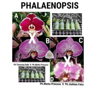 Anggrek Botol Bulan Phalaenopsis