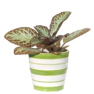 Episcia hybrid Green in Ceramic Pot