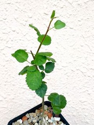 Commiphora namaensis 納馬橄欖 那馬橄欖 沒藥
