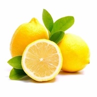 Bibit Tanaman Buah Jeruk Lemon California Okulasi-Bibit Jeruk