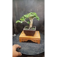 Sancang bonsai ready to display