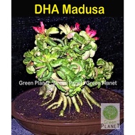 Adenium DHA 富贵花 山羊角 Medusa 5/10 Seeds-Benih-种子. Thailand origin. Ready stock in Msia. Benih Bunga Kemboja DHA  5/10 Biji