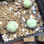 Autumn Special Offer Qingting Shed 8625