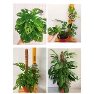 🌿 Monstera Obliqua.Adansonii 🌿Dragon’s Tail🌿Tetraperma🌿