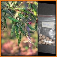 ☎ ◈ kadyos / kardis /pigeon pea (homegardening)
