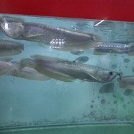 promo Ikan Hias Arwana Silver Size 20 sd 25 cm berkualitas