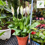Peace Lily Plant with pot (Purify/Ready Stock/Live Plant/Spathiphyllum/白掌)