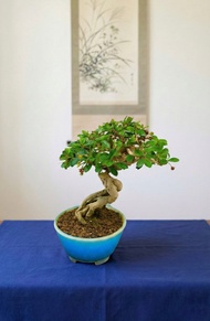 小品盆栽・福建茶