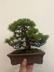 清位 日本進口 五葉松樹 明星 盆景 bonsai