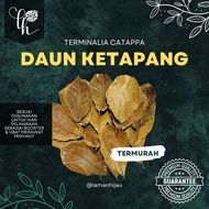 🔥[READY STOCK]🔥 DAUN KETAPANG LAUT KERING (Catappa Leaf) TERMURAH UNTUK IKAN BETTA, CHANNA & IKAN AK