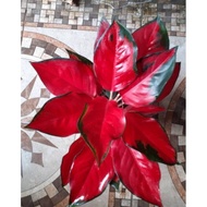 Grosir Tanaman Hias Aglonema Suksom / Aglaonema Suksom / Aglonema