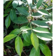 Fresh Bay Leaves 250gram