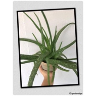 POKOK LIDAH BUAYA (Aloevera)