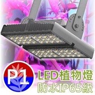 防水型LED植物燈【P1光譜】台灣製㊣VITALUX【**最新款超越全光譜植物生長燈雨林觀葉園藝照明燈量子板補光燈】