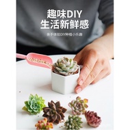 Flower Sf Combination Door-to-Door Tree Planting Festival Delivery【】Bonsai with Pots and Legs Gift Box Desktop Succulent