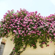 Rose Flower Seed Outdoor Planting Flower Seed Climbing Wall Plant Four Seasons Flowering Courtyard C