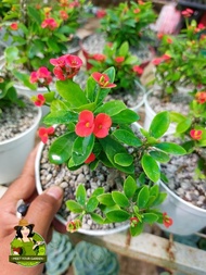 Euphorbia Milii or Crown of Thorns with flower and FREE white plastic pot, pebbles and garden soil (