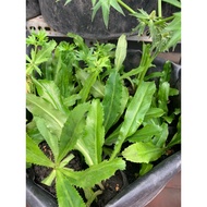 Cilantro plant (small gourd)