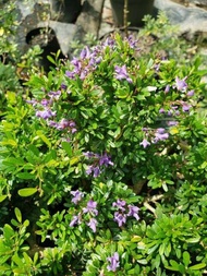 Saeng simbur super mikro Vietnam bahan bonsai