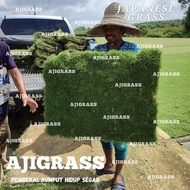 JAPANESE GRASS RUMPUT HIDUP JEPUN RUMPUT KARPET