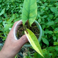 alocasia bisma variegata - 01 - tjl