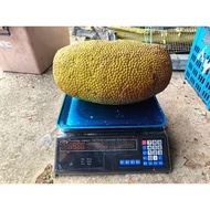 Nangka Kampung saiz 4 hingga 6 kilo