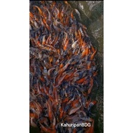 Bibit ikan koi 567cm paket 15 ekor PETANI LANGSUNG koi - bibit ikan