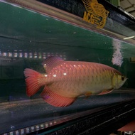 Arwana Golden Red/Golden Red Arwana 40cm