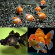 koki mutiara/oranda jambul paket 10 ekor (ada variasi}