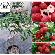 Bibit leci merah hasil cangkok cepat berbuah leci kom