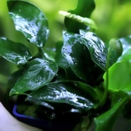 Anubias Nana Water Leaf