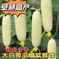 White Cucumber Seeds Balcony Potted Plants Spring Autumn Fruits Small Cucumber Seeds Can Pickled Mel