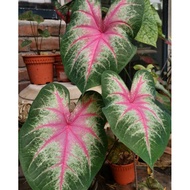 KELADIUMS - Caladium Rosebud USA (BULB ONLY)