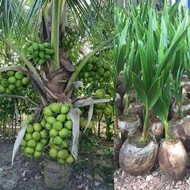 หน่อมะพร้าว ต้นมะพร้าว สายพันธุ์ dwarf coconut มะพร้าวน้ำหอม ต้นเตี้ยแท้ พร้อมปลูก มะพร้าวพันธุ์น้ำหอมต้นเตี้ย ตูดจีบ บ้านแพ้ว.