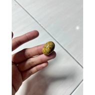 Fossil Nibong Asli Motif Rare Untuk Diniagakan