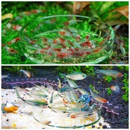 Eating plate for fish & shrimp