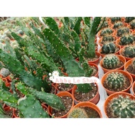 Abby le Shop @ 🌵 Cactus