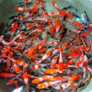 NEW PRODUCT BIBIT IKAN KOI 60 EKOR BERKUALITAS BLITAR