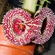 Huernia Strawberry Frosting Succulent/ Stapelia ( One plant cutting/Satu keratan)