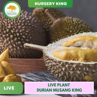 Anak Pokok Durian Musang King [Maximum 4 Trees Each Parcel] Live Plant Pokok Hidup Small &amp; Medium Size