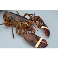 Frozen Boston Lobster (600-800g)