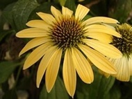 NEW! 20+ YELLOW ECHINACEA CONEFLOWER FLOWER SEEDSPERENNIAL : Seeds Only