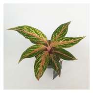 Aglaonema butterfly - Tanaman hias / bibit tanaman aglonema murah