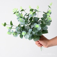 Simulation Single Eucalyptus Money Leaf Eucalyptus Leaf Simulation Green Plant Leaf