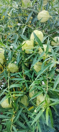 我的花園唐棉種子一份150顆$100如果寄出可討論喔！今年收成的呦！一管$500也是可以喔？