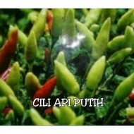 Benih Cili Api Putih/Cili Bara Putih Kampung