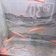 Palmas,,Palmas Albino,,Palmas